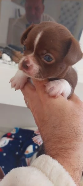 Chihuahua mini boy   pedigree enci  | Foto 3