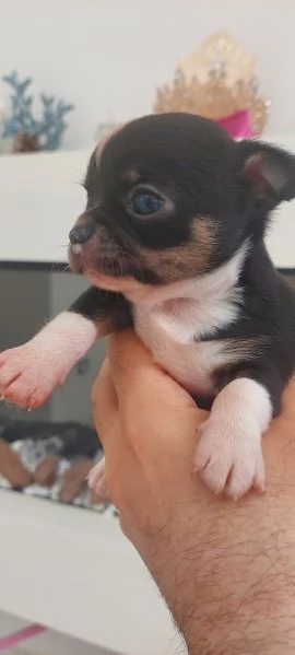 Chihuahua mini boy   pedigree enci  | Foto 1