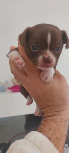 Chihuahua mini boy   pedigree enci  | Foto 0