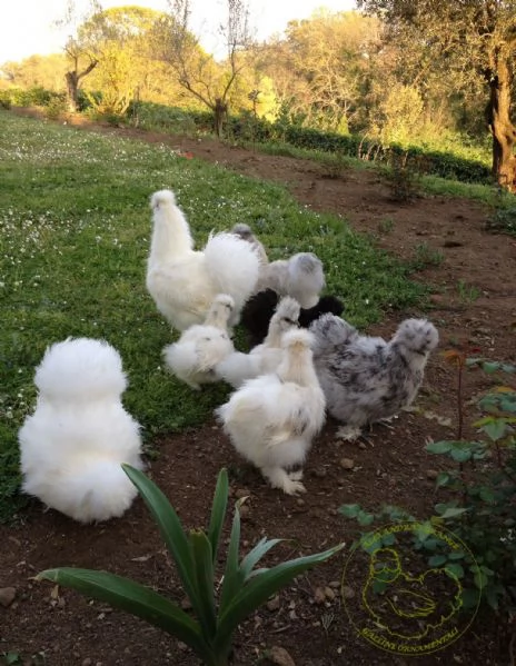 Galline ornamentali Moroseta con barba nana e grande | Foto 3