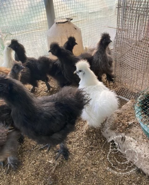 Galline ornamentali Moroseta con barba nana e grande | Foto 2