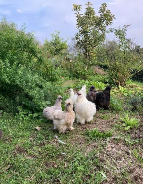 Galline ornamentali Moroseta con barba nana e grande