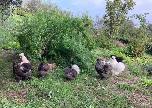 Galline ornamentali Moroseta con barba nana e grande | Foto 1