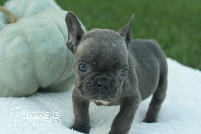 Vendita Bouledogue da Privato a Milano splendidi cuccioli di bouledogue ...