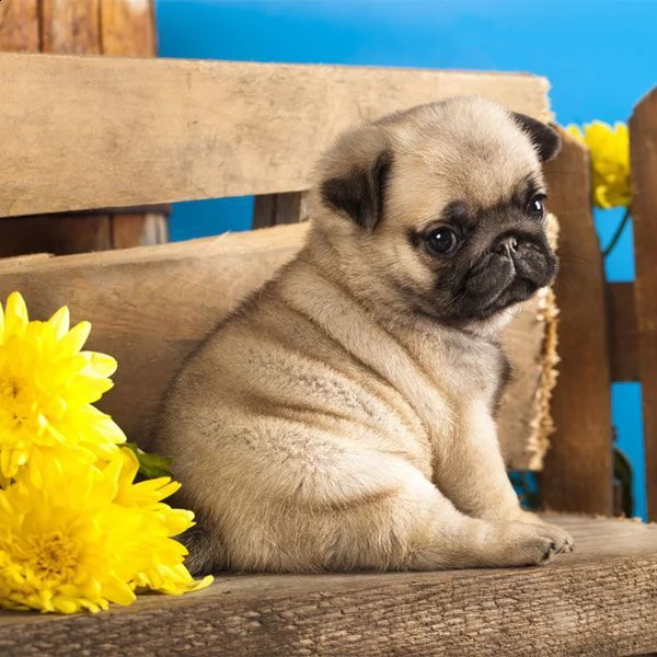 disponibili stupendi cuccioli carlino