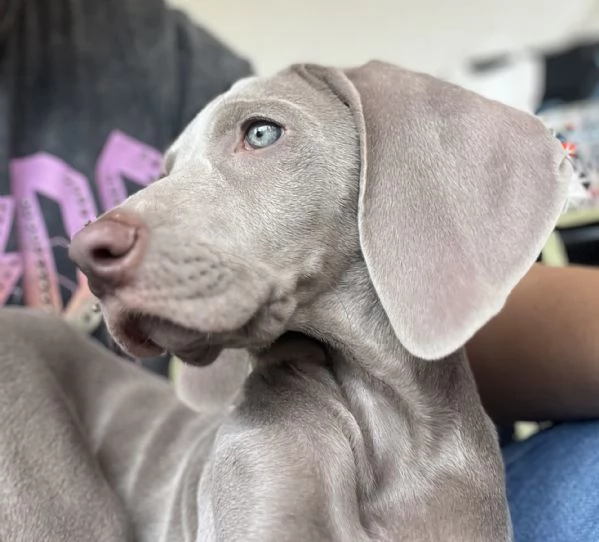 Weimaraner Bracco di Weimar con Pedigree