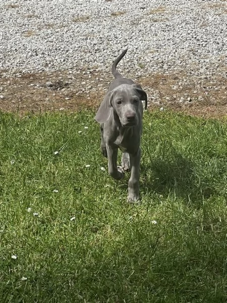 Weimaraner Bracco di Weimar con Pedigree | Foto 0