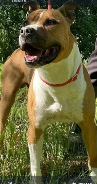 amstaff 5anni amante dei bambini in box tristemente da 3anni lazio 