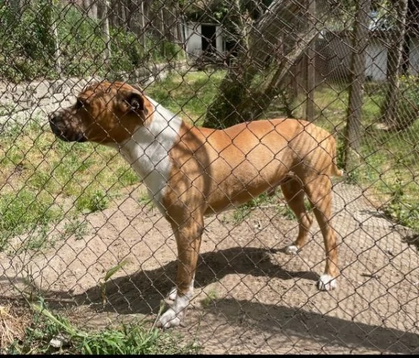 amstaff 5anni amante dei bambini in box tristemente da 3anni lazio  | Foto 6