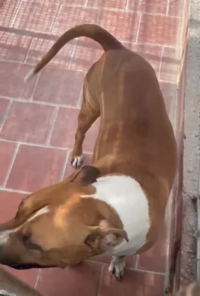 amstaff 5anni amante dei bambini in box tristemente da 3anni lazio  | Foto 5