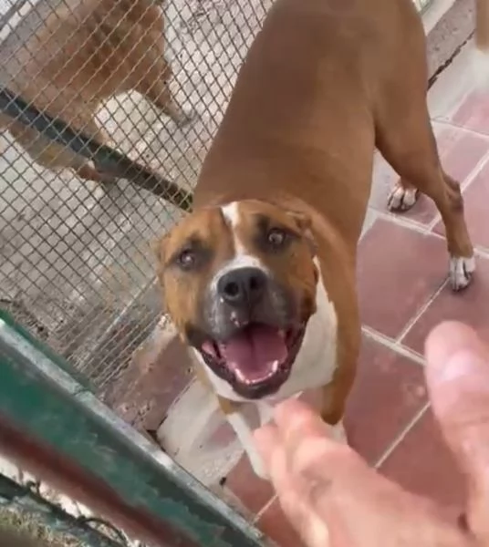 amstaff 5anni amante dei bambini in box tristemente da 3anni lazio  | Foto 1