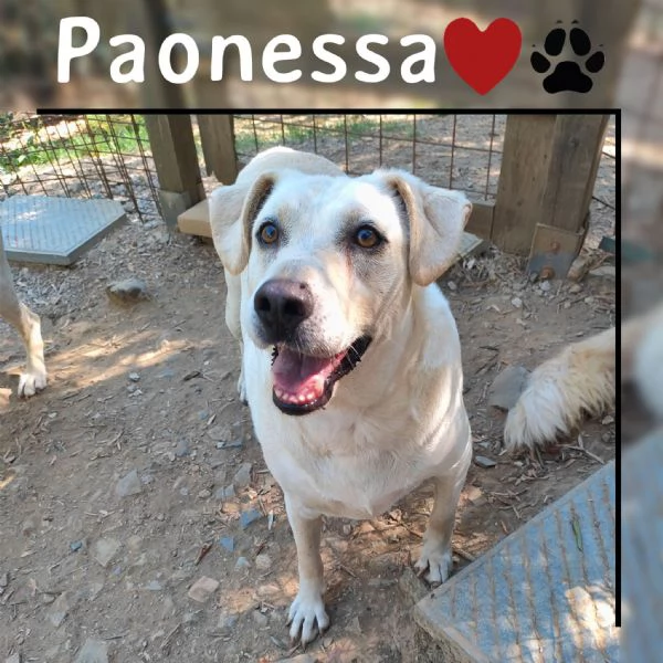 mix labrador 4anni femmina ubbidienteinvisibile pistoia