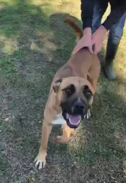 mix boxer x quasi 4anni in balcone tra a pipi e pophidden in box napoli | Foto 0