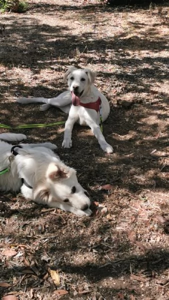 Ultimi 2 bellissimi cuccioli SOS puglia