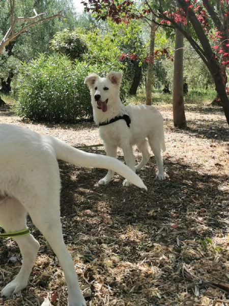 Ultimi 2 bellissimi cuccioli SOS puglia | Foto 6