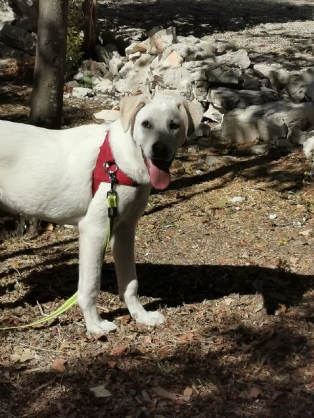 Ultimi 2 bellissimi cuccioli SOS puglia | Foto 4