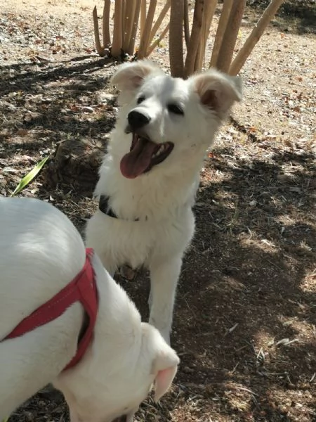 Ultimi 2 bellissimi cuccioli SOS puglia | Foto 3