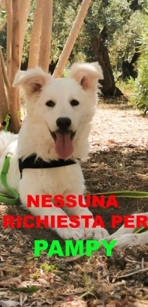 Ultimi 2 bellissimi cuccioli SOS puglia | Foto 2