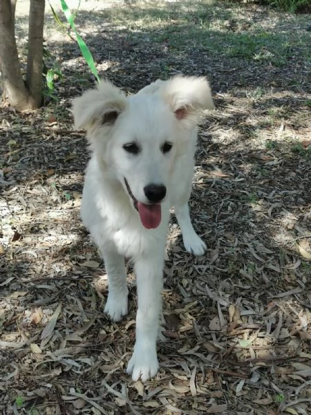 Ultimi 2 bellissimi cuccioli SOS puglia | Foto 0