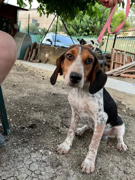 Mix Beagle meraviglioso 18mesi kg12salvatoCATANIA | Foto 3