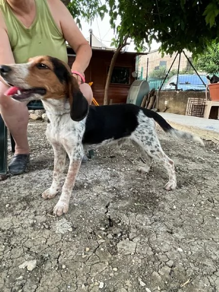 Mix Beagle meraviglioso 18mesi kg12salvatoCATANIA | Foto 2