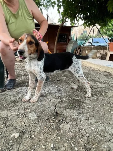 Mix Beagle meraviglioso 18mesi kg12salvatoCATANIA | Foto 1