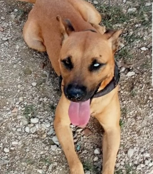 Sasha mix Pitbull 1occhio azzurroinvisibileSALERNO