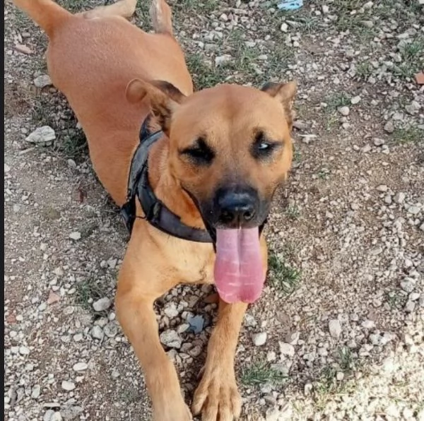 Sasha mix Pitbull 1occhio azzurroinvisibileSALERNO | Foto 2