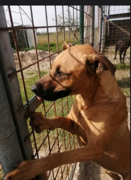 Sasha mix Pitbull 1occhio azzurroinvisibileSALERNO | Foto 1