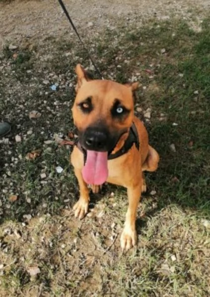 Sasha mix Pitbull 1occhio azzurroinvisibileSALERNO | Foto 0