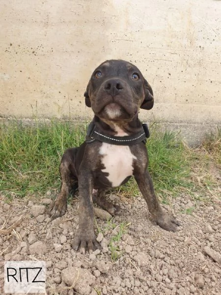 2 Pitbull 6mesi e 12splendidi finiti 3mesi fa in canile BARI