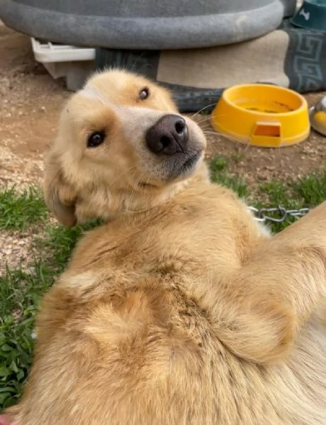 Mix Golden 2anni sottopeso A CATENA DA MARZO URGENTE LAZIO | Foto 2