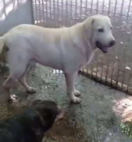 Labrador puro adulto SOS X ADOZIONE MIRACOLOSA NAPOLI | Foto 3