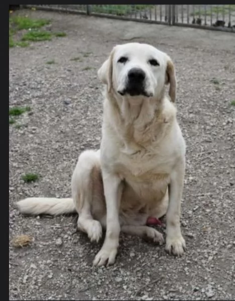 Labrador puro adulto SOS X ADOZIONE MIRACOLOSA NAPOLI | Foto 0