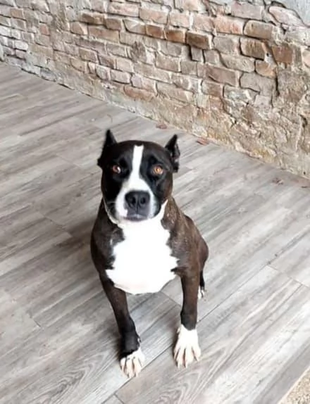 Amstaff 5anni buonissimo cozzadalla catena al boxPIACENZA