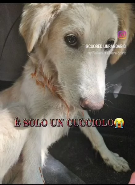 Teddy 5mesi NESSUNA RICHIESTA  URGE CASA ABRUZZO