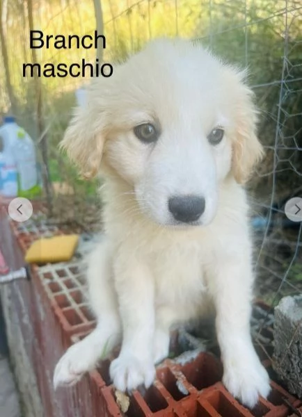 Cuccioli 3mesi  tg medio grandi SOS SICILIA | Foto 2