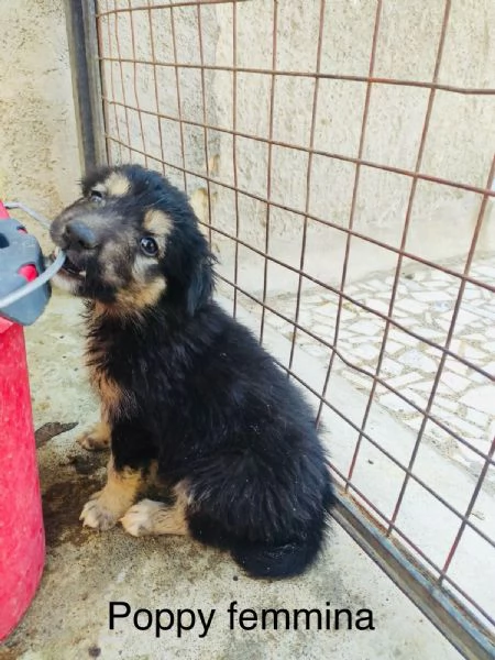 Cuccioli 2mesi tg medio grandi SOS SICILIA | Foto 1