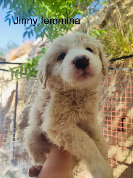 Cuccioli 2mesi tg medio grandi SOS SICILIA | Foto 0