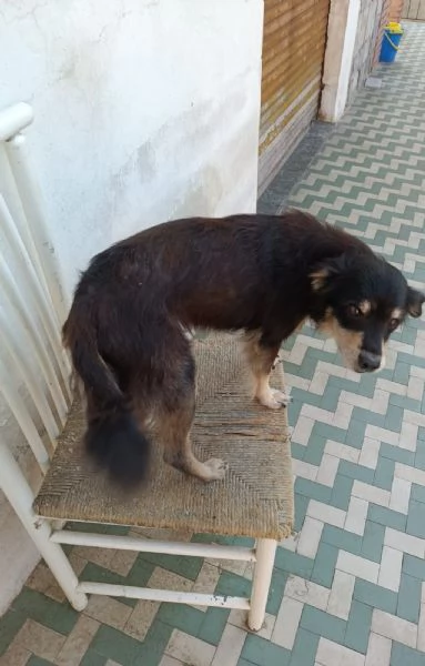 Toby 11anni tg piccola rimasto senza padrone NOVARA