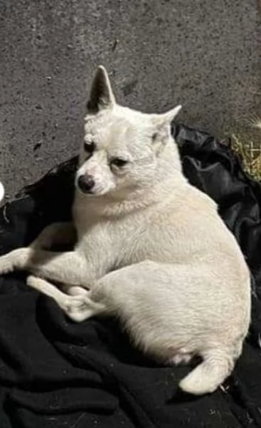 Simil Chihuahua 1anno kg7 aspetta casa Napoli