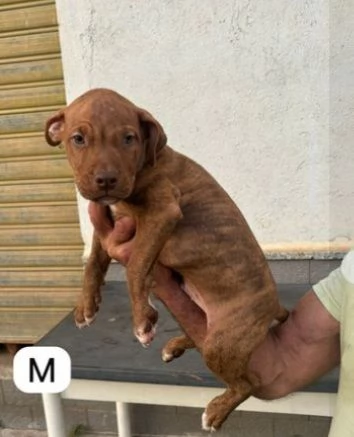 Tanti cuccioli di Pitbull 23mesi DA SALVAREEMERGENZA COSENZA  | Foto 3