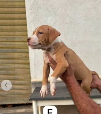 Tanti cuccioli di Pitbull 23mesi DA SALVAREEMERGENZA COSENZA 