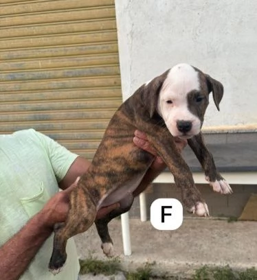 Tanti cuccioli di Pitbull 23mesi DA SALVAREEMERGENZA COSENZA  | Foto 1