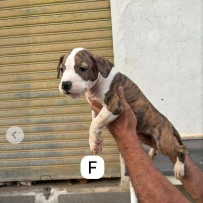 Tanti cuccioli di Pitbull 23mesi DA SALVAREEMERGENZA COSENZA  | Foto 0