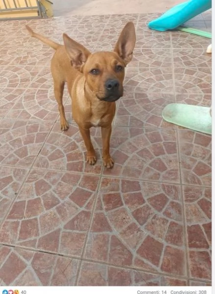 Simil Pinscher femmina medio piccola 7mesi miele SUD