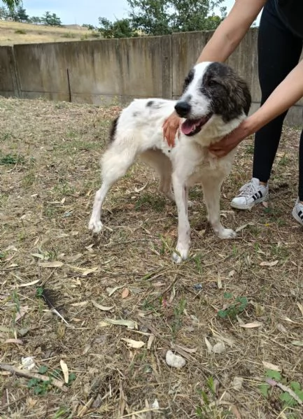 Bonnie femmina 16mesi kg12 salvata mesi faSARDEGNA