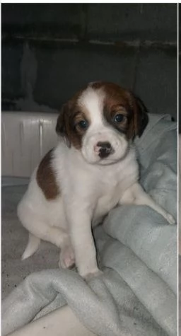 Cuccioli 1mese mix BeagleSegugio presto pronti SUD