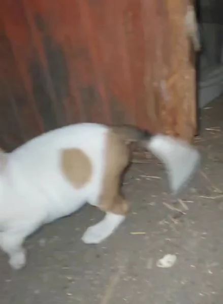 Cuccioli 1mese mix BeagleSegugio presto pronti SUD | Foto 4