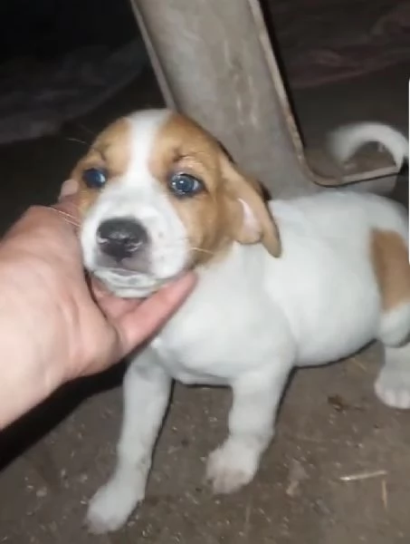 Cuccioli 1mese mix BeagleSegugio presto pronti SUD | Foto 0